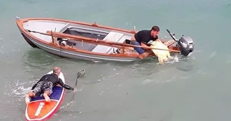 Πάργα: Πάλεψαν με τα κύματα για να σώσουν χελώνα καρέτα – καρέτα Πάργα: Πάλεψαν με τα κύματα για να σώσουν χελώνα καρέτα – καρέτα