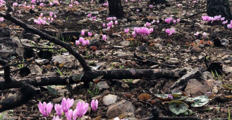 Η ελπίδα «φυτρώνει» το Μάτι Η ελπίδα «φυτρώνει» το Μάτι