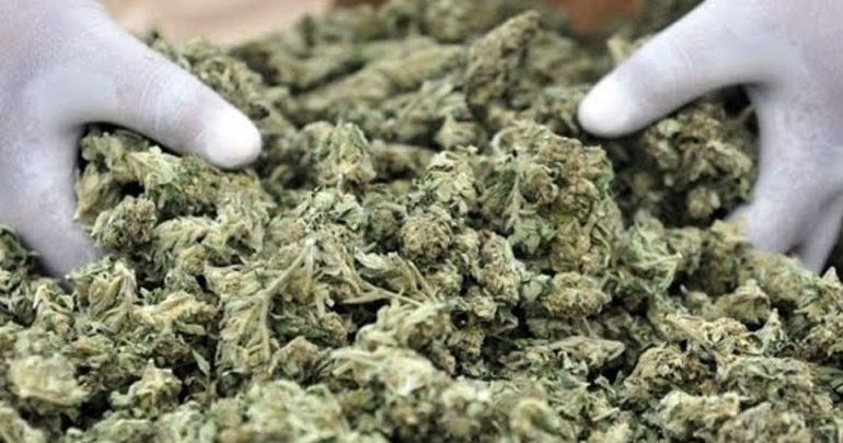 Έρευνα: Ένας στους τρεις φοιτητές Ιατρικής παγκοσμίως έχει δοκιμάσει κάνναβη Έρευνα: Ένας στους τρεις φοιτητές Ιατρικής παγκοσμίως έχει δοκιμάσει κάνναβη