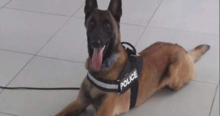 Αχαΐα: O σκύλος της ΕΛ.ΑΣ. ανακάλυψε 362γρ. κάνναβης Αχαΐα: O σκύλος της ΕΛ.ΑΣ. ανακάλυψε 362γρ. κάνναβης
