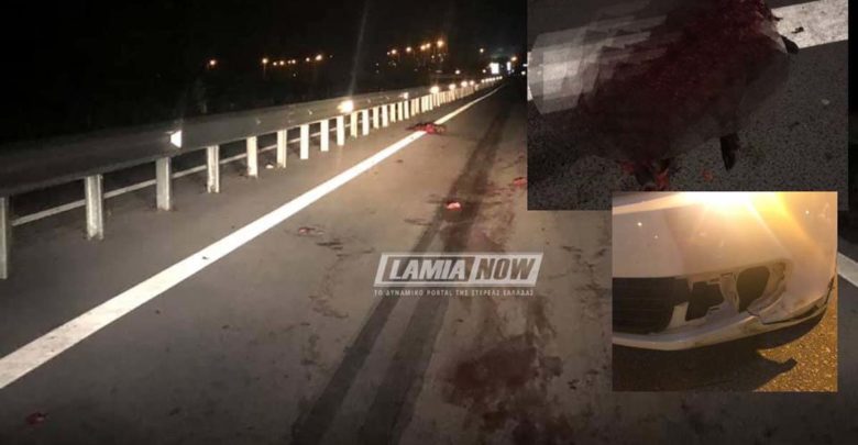 Οδηγός συγκρούστηκε με κοπάδι αγριογούρουνων (φωτο) Οδηγός συγκρούστηκε με κοπάδι αγριογούρουνων (φωτο)