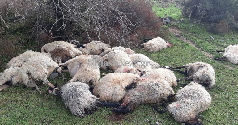 Χανιά: Κοπάδι προβάτων σκοτώθηκε από κεραυνό Χανιά: Κοπάδι προβάτων σκοτώθηκε από κεραυνό