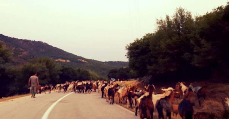 Οι 3 Τρικαλινές αδερφές τέταρτης γενιάς κτηνοτρόφοι!!! Οι 3 Τρικαλινές αδερφές τέταρτης γενιάς κτηνοτρόφοι!!!