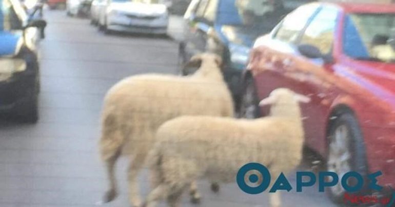 Πρόβατα κάνουν βόλτα στο κέντρο της Καλαμάτας Πρόβατα κάνουν βόλτα στο κέντρο της Καλαμάτας