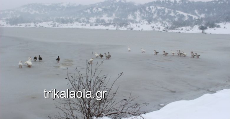 ΤΡΙΚΑΛΑ: Πάγωσε λίμνη – μοναδικό τοπίο και σπάνιες εικόνες με τα πουλιά! (βίντεο-φωτό) ΤΡΙΚΑΛΑ: Πάγωσε λίμνη – μοναδικό τοπίο και σπάνιες εικόνες με τα πουλιά! (βίντεο-φωτό)