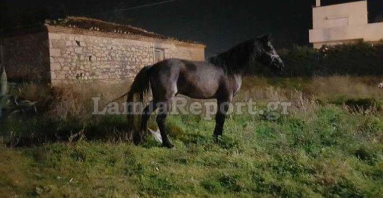 Άλογα το έσκασαν και κυκλοφορούσαν μέσα στην πόλη της Λαμίας (φωτο) Άλογα το έσκασαν και κυκλοφορούσαν μέσα στην πόλη της Λαμίας (φωτο)