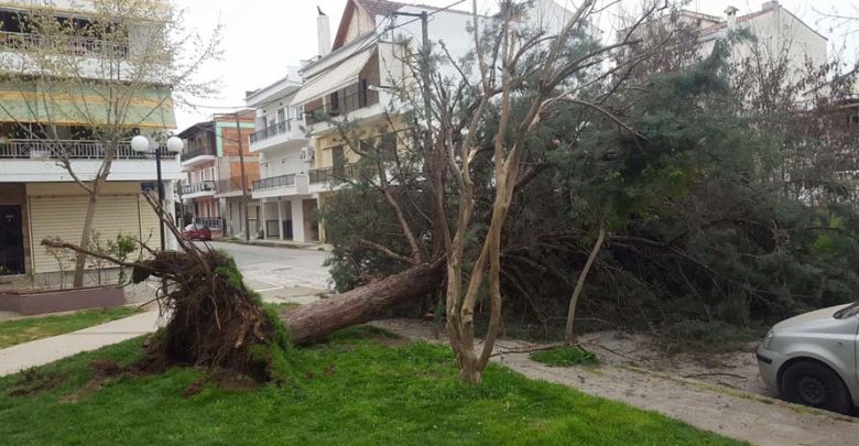 Έπεσαν δέντρα από τον αέρα στη Λάρισα Έπεσαν δέντρα από τον αέρα στη Λάρισα