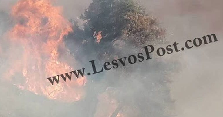 Υπό πλήρη έλεγχο η μεγάλη δασική πυρκαγιά στη Λέσβο Υπό πλήρη έλεγχο η μεγάλη δασική πυρκαγιά στη Λέσβο