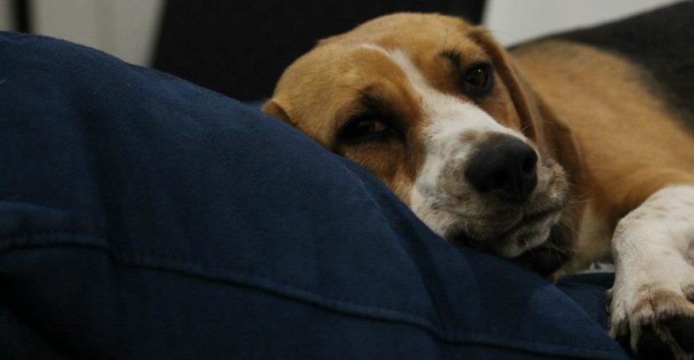 Δηλητηρίασαν σκυλιά στο κέντρο των Τρικάλων Δηλητηρίασαν σκυλιά στο κέντρο των Τρικάλων