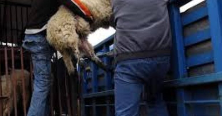 Συνελήφθησαν ζωοκλέφτες στην Ιεράπετρα Συνελήφθησαν ζωοκλέφτες στην Ιεράπετρα