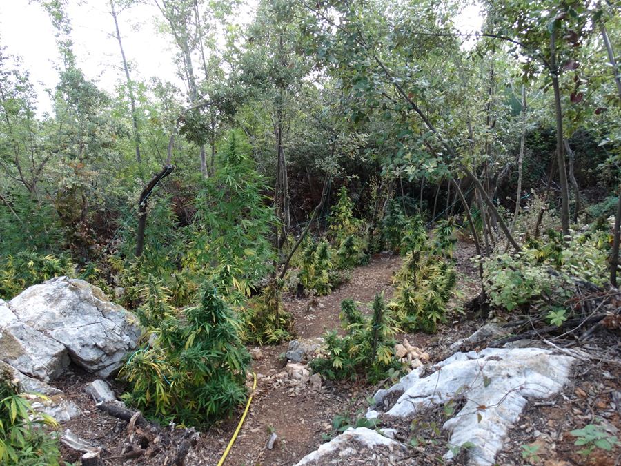 Θα αποκόμιζε πάνω από 1εκ. ευρώ η σπείρα με την μεγαλύτερη χασισοφυτεία που υπήρξε στη Λάρισα (φωτο)