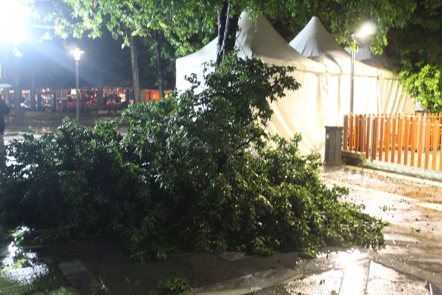 Έπεσε δέντρο στην πλατεία Ταχυδρομείου στη Λάρισα – Από θαύμα δεν τραυματίστηκε κόσμος (φωτο)