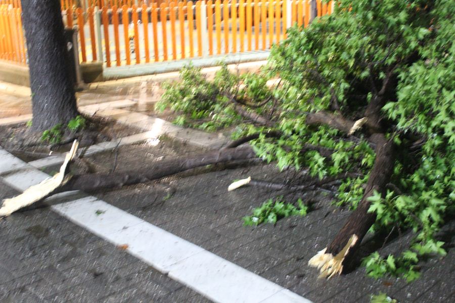 Έπεσε δέντρο στην πλατεία Ταχυδρομείου στη Λάρισα – Από θαύμα δεν τραυματίστηκε κόσμος (φωτο)