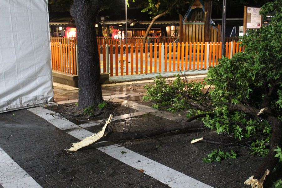 Έπεσε δέντρο στην πλατεία Ταχυδρομείου στη Λάρισα – Από θαύμα δεν τραυματίστηκε κόσμος (φωτο)