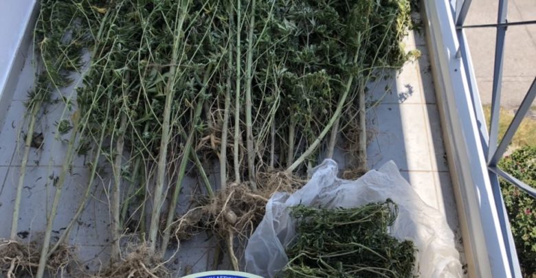 ÎÎ½ÏÎ¿ÏÎ¯ÏÏÎ·ÎºÎµ ÏÏÏÎµÎ¯Î± Î´ÎµÎ½Î´ÏÏÎ»Î»Î¯ÏÎ½ ÎºÎ¬Î½Î½Î±Î²Î·Ï ÏÎµ ÏÎ±ÏÎ±ÏÎ¿ÏÎ¬Î¼Î¹Î± ÏÎµÏÎ¹Î¿ÏÎ® ÏÏÎ½ Î¤ÏÎ¹ÎºÎ¬Î»ÏÎ½
