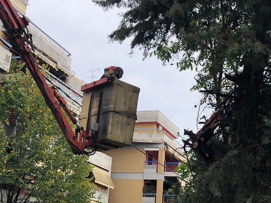 Η κακοκαιρία έριξε 25 δέντρα μέσα στην Λάρισα (φωτο)
