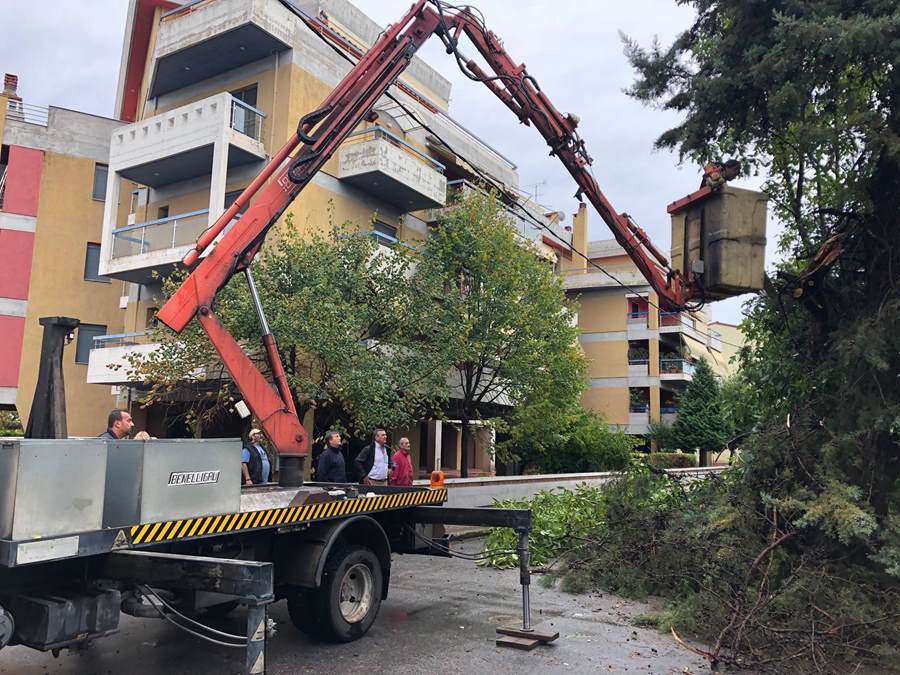 Η κακοκαιρία έριξε 25 δέντρα μέσα στην Λάρισα (φωτο)