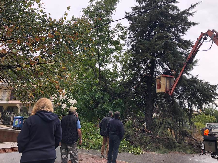 Η κακοκαιρία έριξε 25 δέντρα μέσα στην Λάρισα (φωτο)