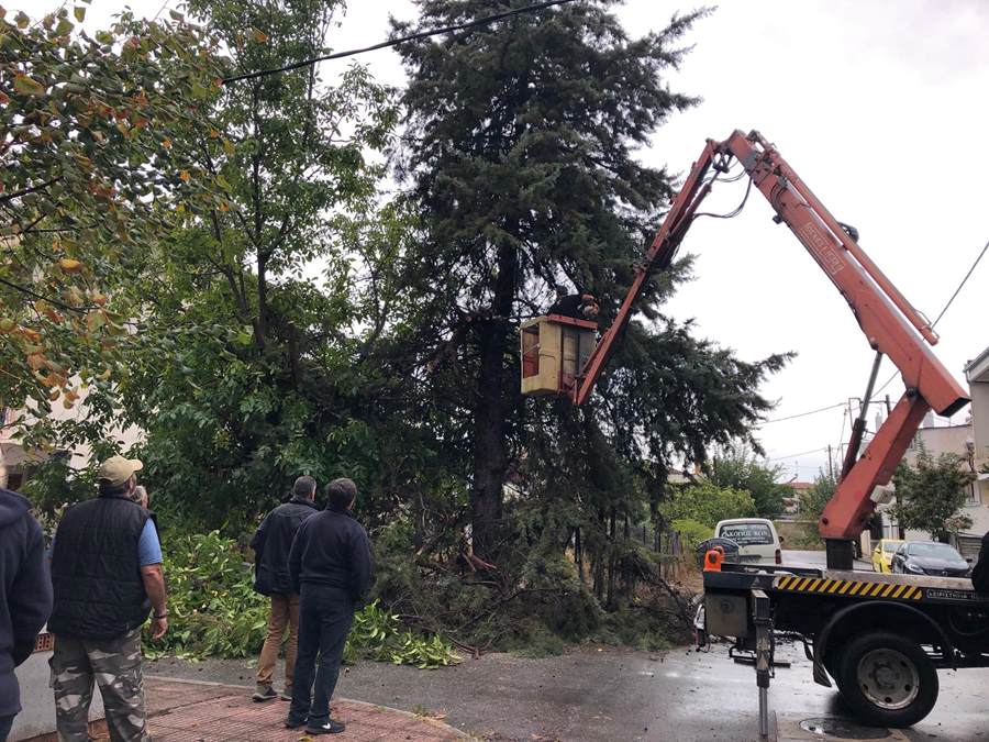 Η κακοκαιρία έριξε 25 δέντρα μέσα στην Λάρισα (φωτο)