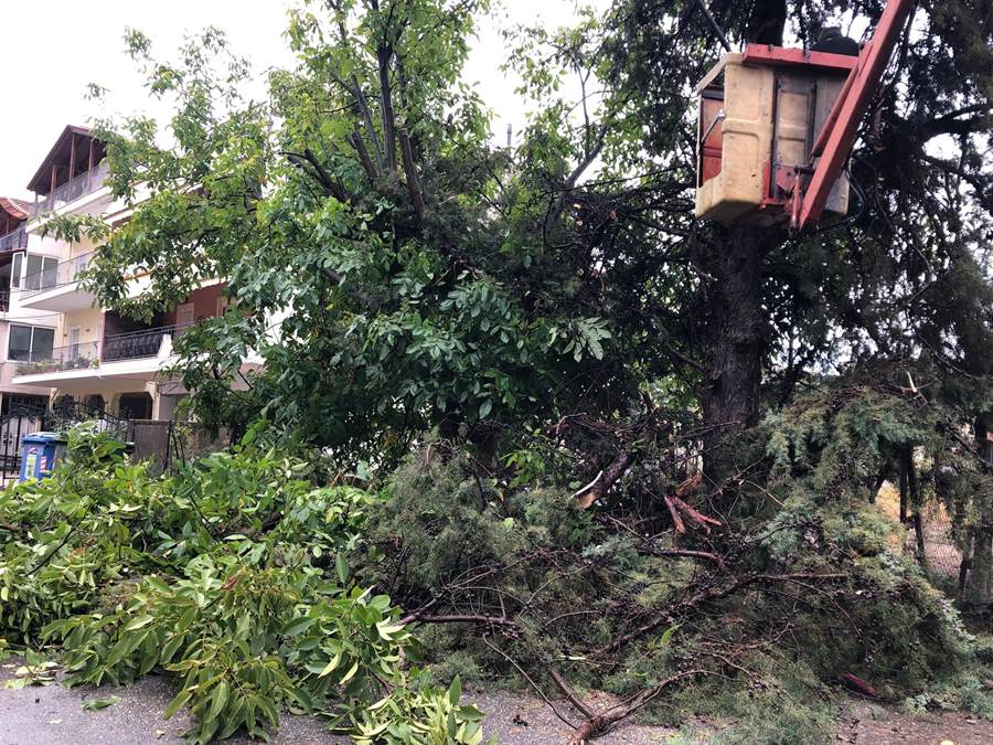 Η κακοκαιρία έριξε 25 δέντρα μέσα στην Λάρισα (φωτο)