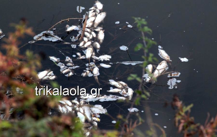 Χιλιάδες νεκρά ψάρια σε παραπόταμο του Πηνειού – Ποιοι είναι οι εγκληματίες; (φωτό - βίντεο)