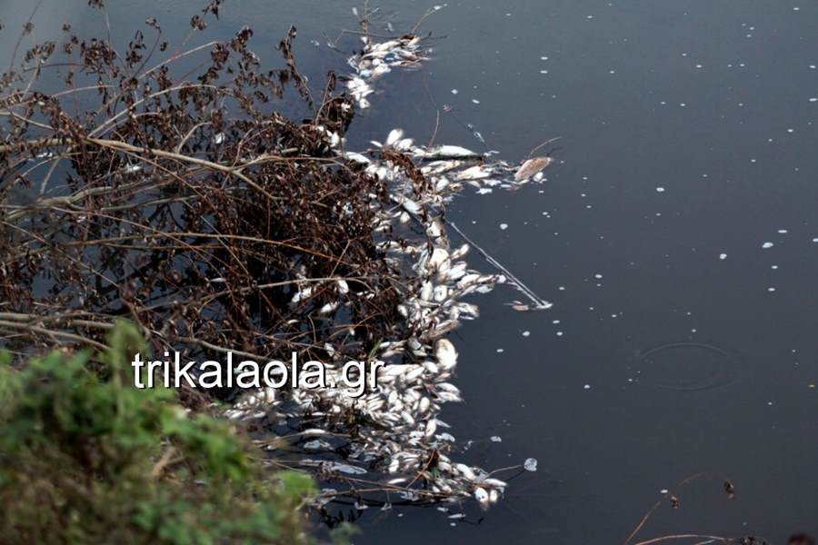 Χιλιάδες νεκρά ψάρια σε παραπόταμο του Πηνειού – Ποιοι είναι οι εγκληματίες; (φωτό - βίντεο)