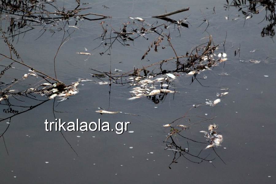 Χιλιάδες νεκρά ψάρια σε παραπόταμο του Πηνειού – Ποιοι είναι οι εγκληματίες; (φωτό - βίντεο)