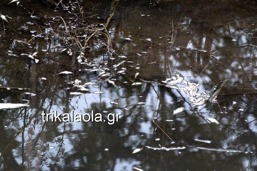 Χιλιάδες νεκρά ψάρια σε παραπόταμο του Πηνειού – Ποιοι είναι οι εγκληματίες; (φωτό - βίντεο)