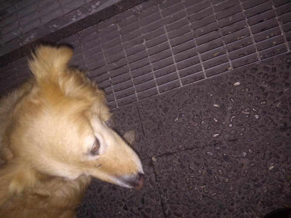 Ο Χάτσικο του Βόλου – Ένας σκύλος εδώ και πέντε χρόνια περιμένει στο Νοσοκομείο… τον ιδιοκτήτη του που πέθανε!