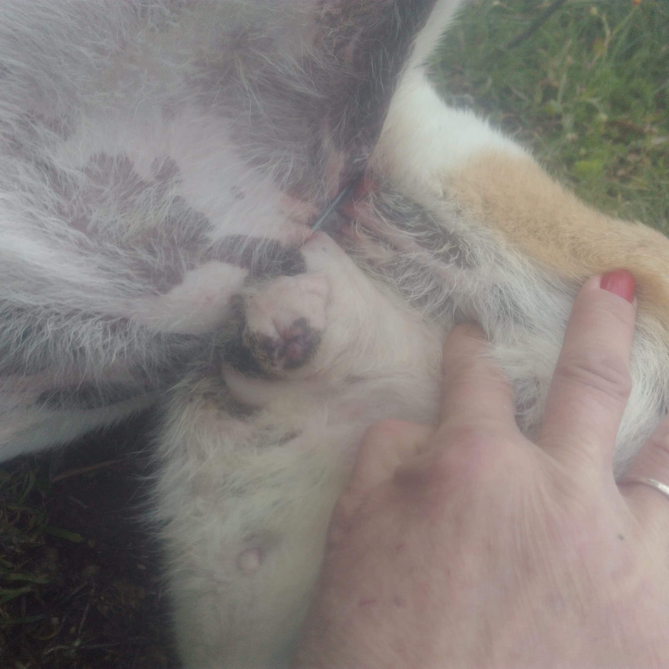 Κτηνωδία στον Βόλο: Έδεσαν με σύρμα αδέσποτο ζώο για να πεθάνει με φρικτούς πόνους (φωτο)
