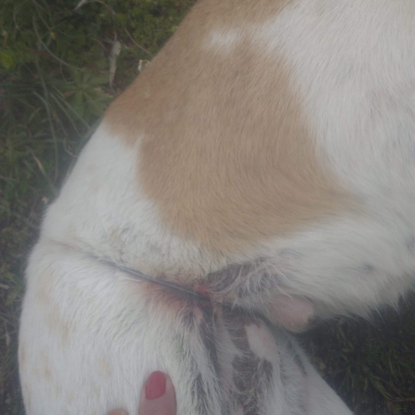 Κτηνωδία στον Βόλο: Έδεσαν με σύρμα αδέσποτο ζώο για να πεθάνει με φρικτούς πόνους (φωτο)