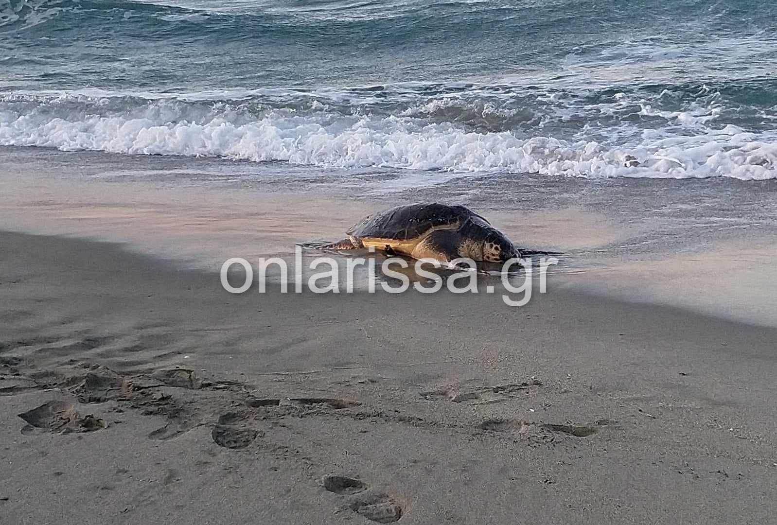 Λάρισα: Θλιβερή εικόνα - Ξεβράστηκε νεκρή θαλάσσια χελώνα στο Καστρί Λουτρό (φωτο)