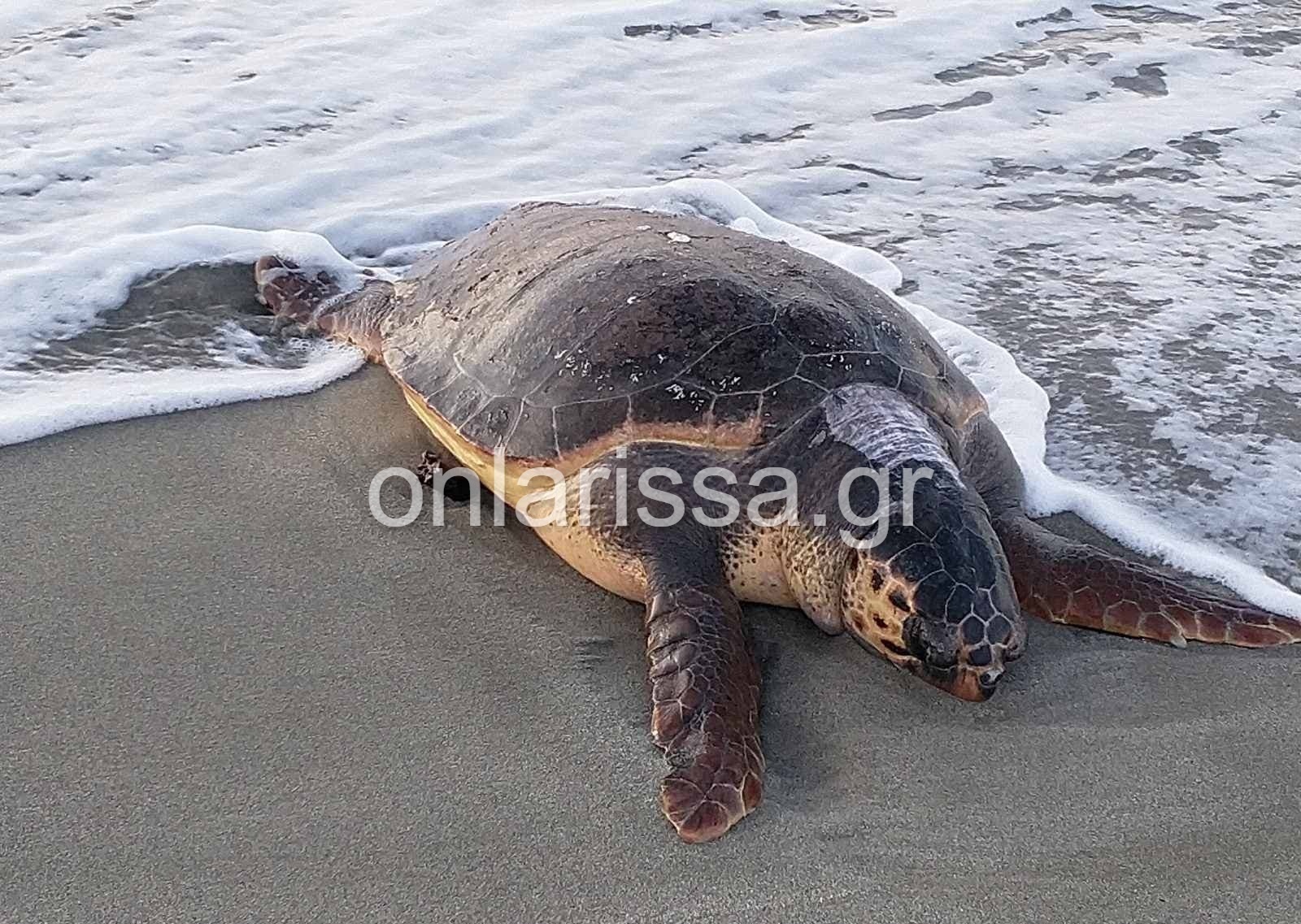 Λάρισα: Θλιβερή εικόνα - Ξεβράστηκε νεκρή θαλάσσια χελώνα στο Καστρί Λουτρό (φωτο)