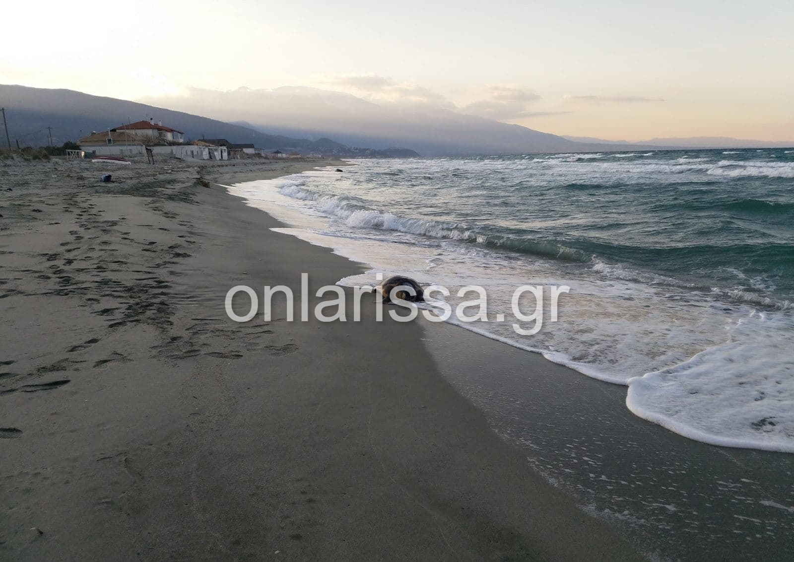 Λάρισα: Θλιβερή εικόνα - Ξεβράστηκε νεκρή θαλάσσια χελώνα στο Καστρί Λουτρό (φωτο)
