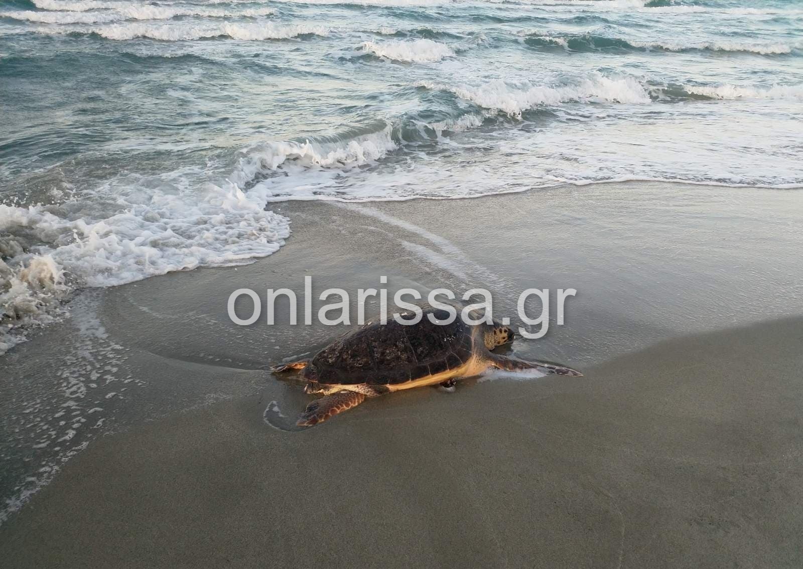 Λάρισα: Θλιβερή εικόνα - Ξεβράστηκε νεκρή θαλάσσια χελώνα στο Καστρί Λουτρό (φωτο)
