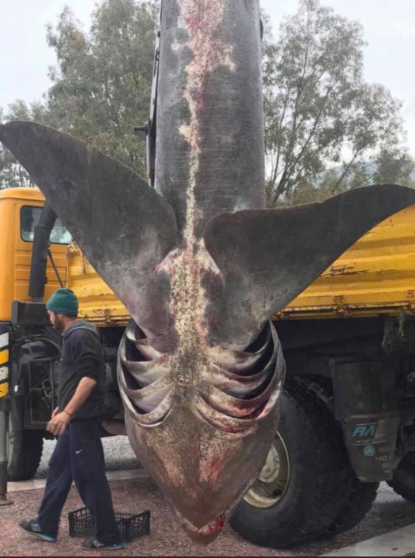 Αχίλλειο Αλμυρού: Ψάρεψε καρχαρία 7 μέτρων στον Παγασητικό (φωτο)