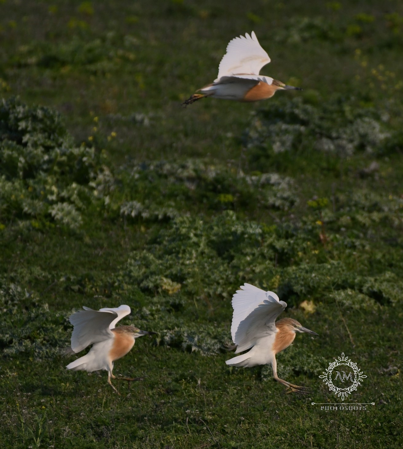 Εντυπωσιακές εικόνες στην Κάρλα – Σπάνια πουλιά βρήκαν τον τόπο τους λίγο έξω από τον Βόλο (φωτο)