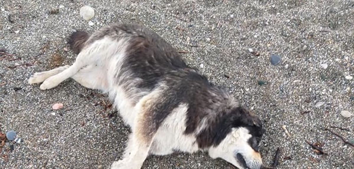 Κτηνωδία: Μαζική δολοφονία σκύλων με φόλες στον Αγιόκαμπο (φωτο)