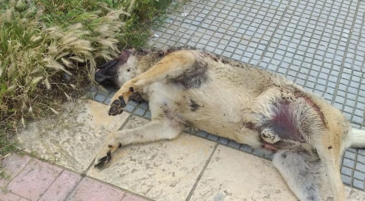 Κτηνωδία: Μαζική δολοφονία σκύλων με φόλες στον Αγιόκαμπο (φωτο)