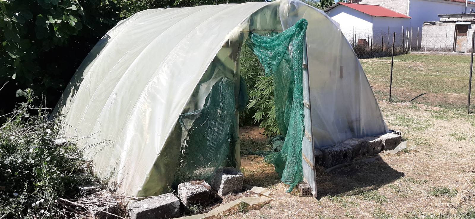 Τρίκαλα: Καλλιεργούσε κάνναβη σε αυτοσχέδιο θερμοκήπιο - Δείτε φωτογραφίες