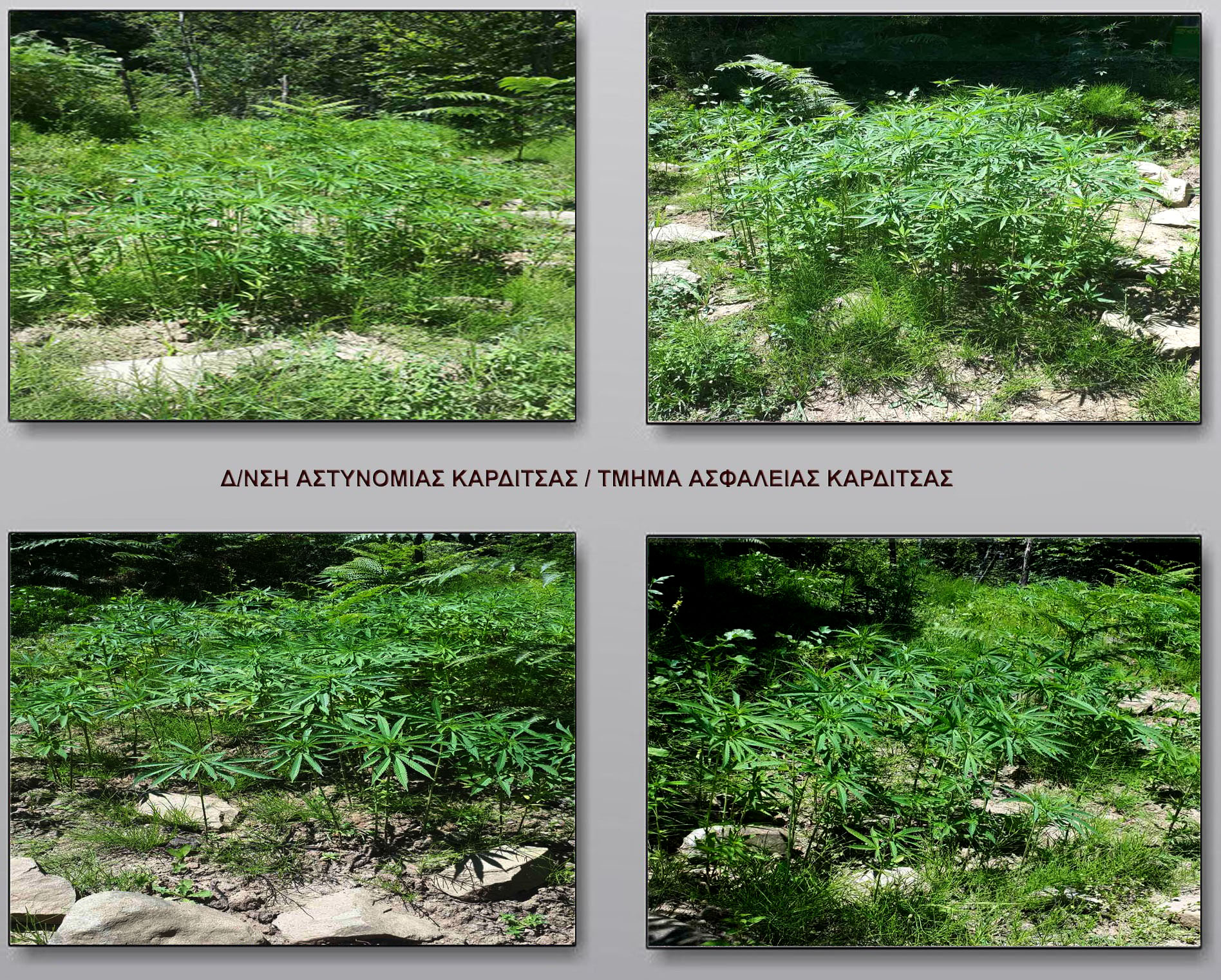 Εντοπίστηκε φυτεία με 736 χασισόδεντρα σε δασώδη περιοχή του Δήμου Λίμνης Πλαστήρα (φωτο)