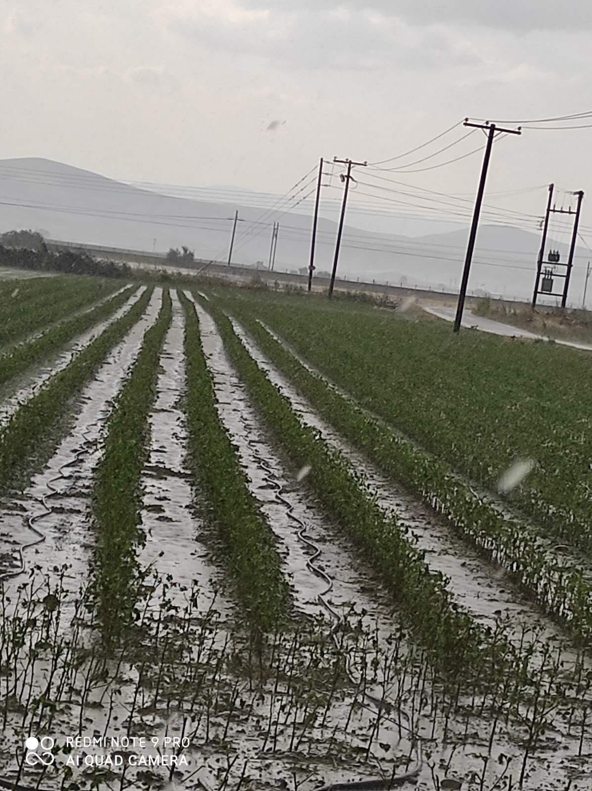 Λάρισα: Τεράστια καταστροφή από συνεχόμενες χαλαζοπτώσεις στον Κραννώνα - Ζημιές σε τουλάχιστον 2.000 στρέμματα (φωτό - βίντεο)