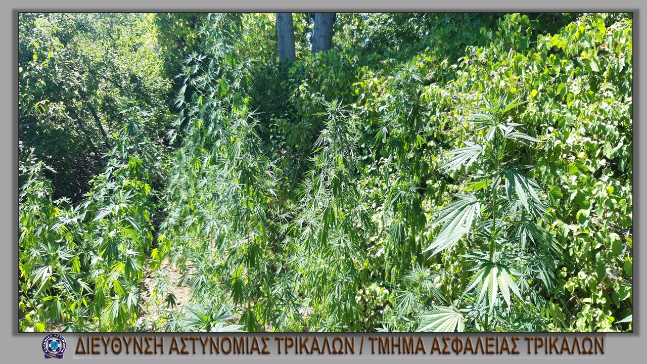 Εντοπίστηκε φυτεία χασισόδεντρων στα Τρίκαλα