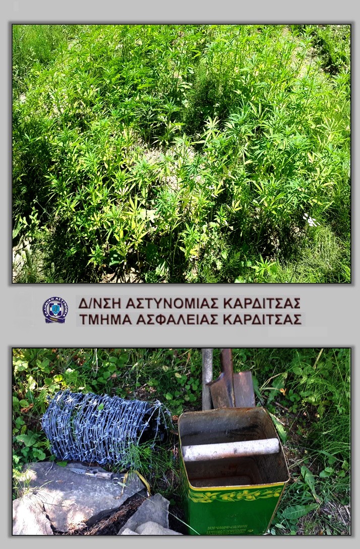 Εντοπίστηκε φυτεία με 736 χασισόδεντρα σε δασώδη περιοχή του Δήμου Λίμνης Πλαστήρα (φωτο)