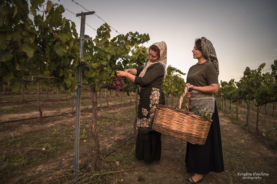CP7 5724 copy 2 vasili farsala | Lamianow.gr