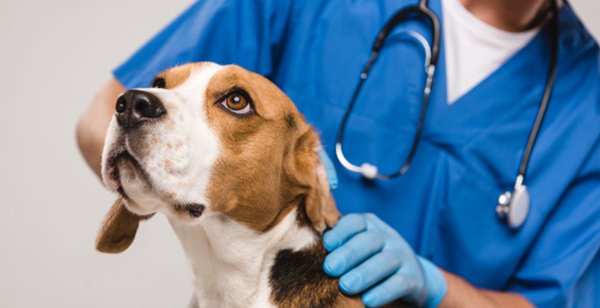 Ανακοίνωση από το Αυτοτελές Γραφείο Διαχείρισης Ζώων Συντροφιάς του Δήμου Κοζάνης