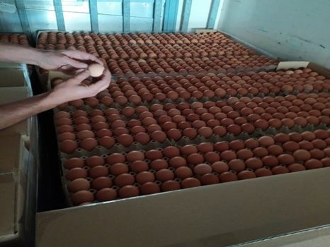 ΣΔΟΕ: Κατέσχεσε 300.000 αυγά Βουλγαρίας που θα τα «βάφτιζαν» ελληνικά για το Πάσχα