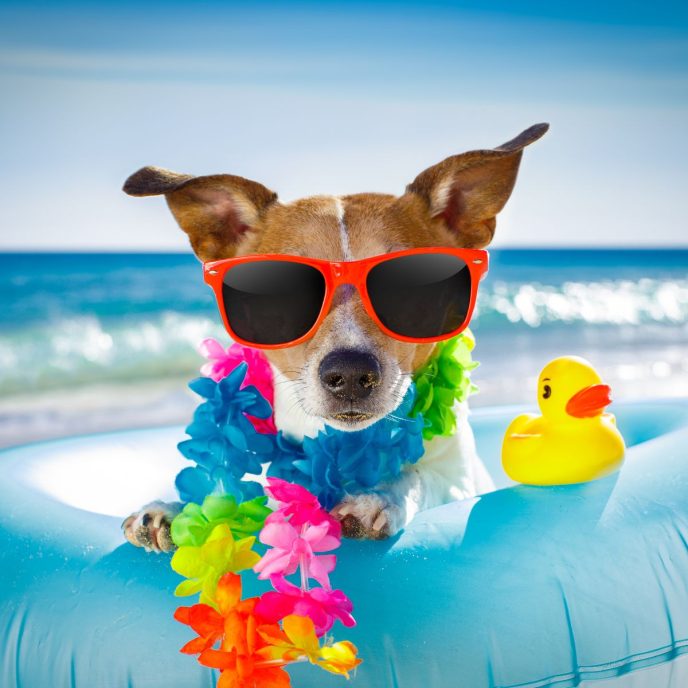 Σκύλος στη θάλασσα: Τι προβλέπει ο νόμος