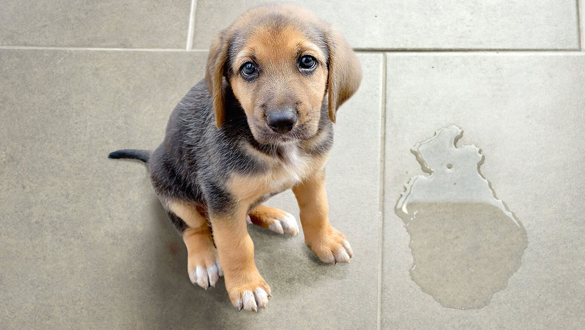 Ουρολοίμωξη στα σκυλιά