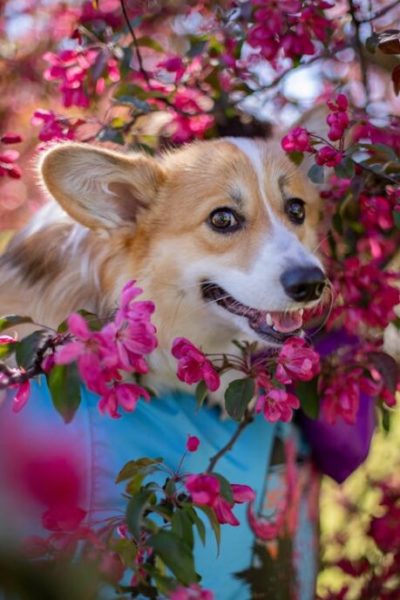 Πάσχα στο χωριό: Πώς τα ανοιξιάτικα λουλούδια μπορεί να αρρωστήσουν τον σκύλο σας